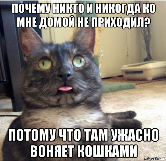 почему никто и никогда ко мне домой не приходил? потому что там ужасно воняет кошками, Мем   Кот завис