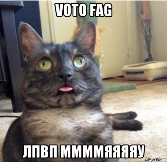 voto fag лпвп ммммяяяяу, Мем   Кот завис