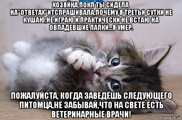 хозяйка,покп ты сидела на"ответах"итспрашивала,почему я третьи сутки не кушаю,не играю и практически не встаю на овладевшие лапки...я умер. пожалуйста, когда заведёшь следующего питомца,не забывай,что на свете есть ветеринарные врачи!, Мем  котенок