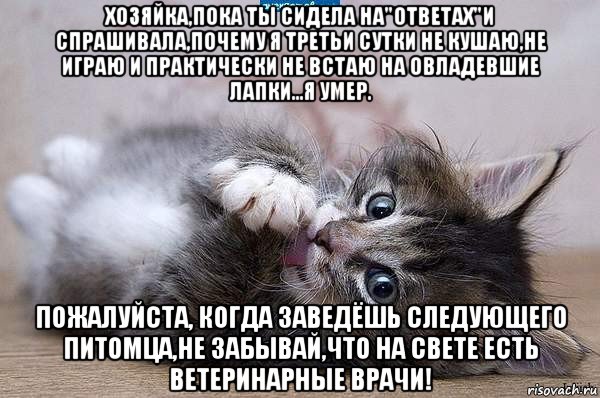 хозяйка,пока ты сидела на"ответах"и спрашивала,почему я третьи сутки не кушаю,не играю и практически не встаю на овладевшие лапки...я умер. пожалуйста, когда заведёшь следующего питомца,не забывай,что на свете есть ветеринарные врачи!, Мем  котенок