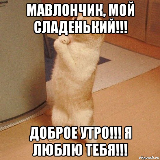 мавлончик, мой сладенький!!! доброе утро!!! я люблю тебя!!!, Мем  котэ молится