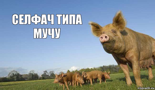 Селфач типа мучу, Комикс Медведь