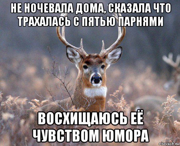 не ночевала дома, сказала что трахалась с пятью парнями восхищаюсь её чувством юмора, Мем   Наивный олень