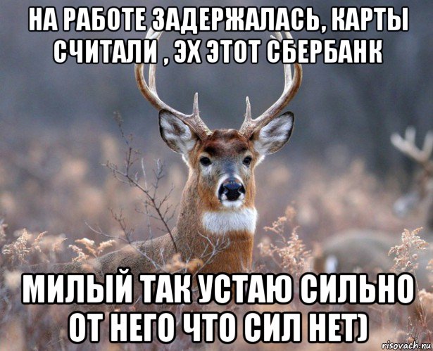 на работе задержалась, карты считали , эх этот сбербанк милый так устаю сильно от него что сил нет), Мем   Наивный олень