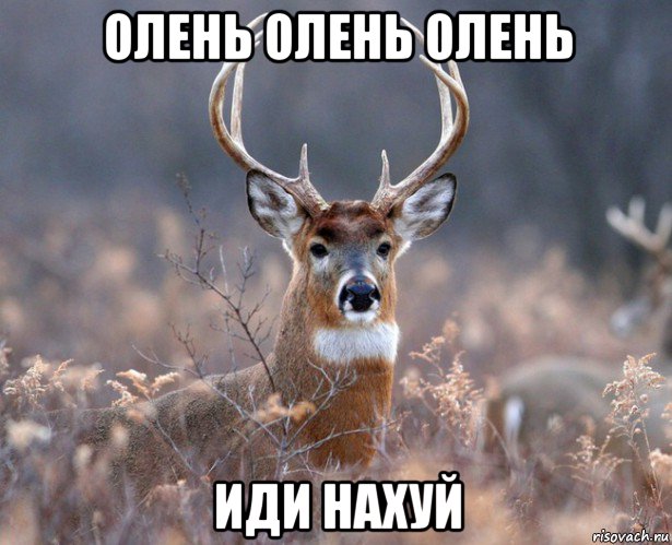 олень олень олень иди нахуй, Мем   Наивный олень