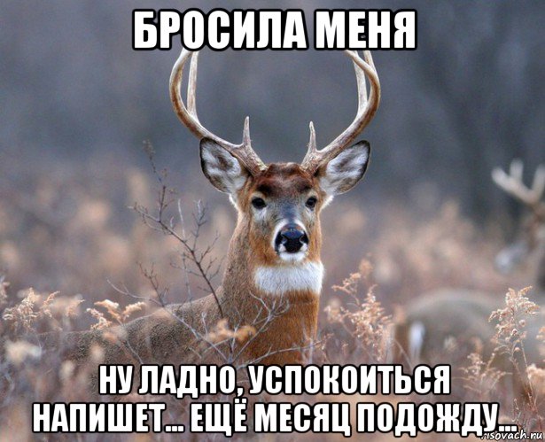 бросила меня ну ладно, успокоиться напишет... ещё месяц подожду..., Мем   Наивный олень