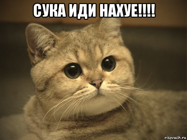 сука иди нахуе!!!! , Мем Пидрила ебаная котик