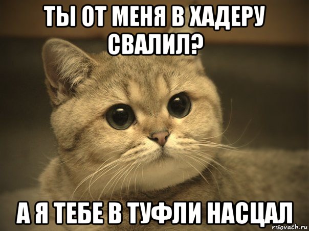 ты от меня в хадеру свалил? а я тебе в туфли насцал, Мем Пидрила ебаная котик