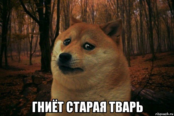  гниёт старая тварь, Мем SAD DOGE