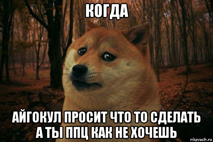 когда айгокул просит что то сделать а ты ппц как не хочешь, Мем SAD DOGE