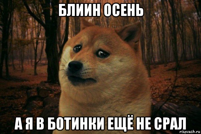 блиин осень а я в ботинки ещё не срал, Мем SAD DOGE