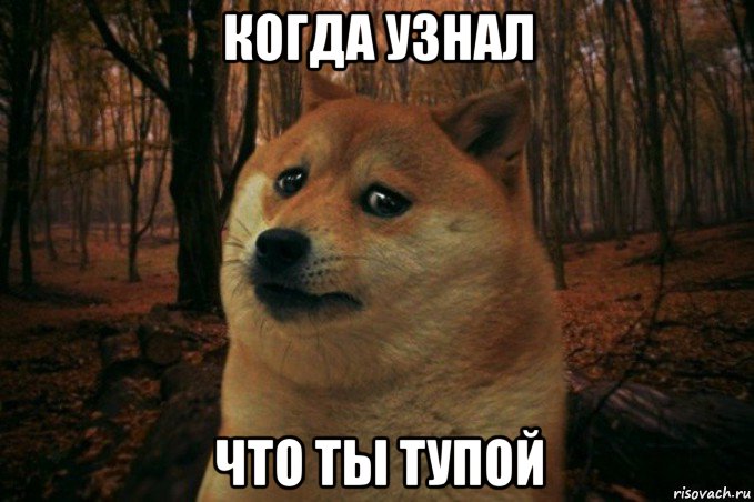 когда узнал что ты тупой, Мем SAD DOGE