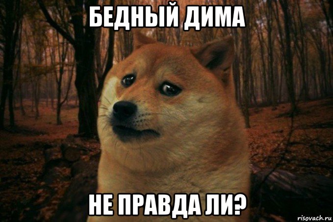 бедный дима не правда ли?, Мем SAD DOGE