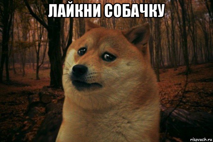 лайкни собачку , Мем SAD DOGE