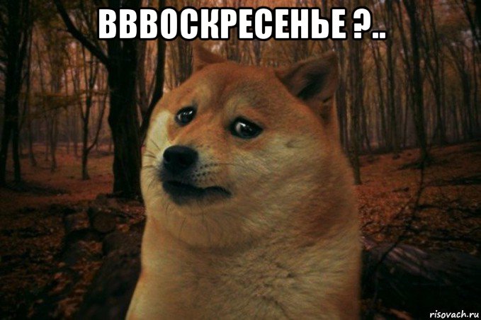 вввоскресенье ?.. , Мем SAD DOGE