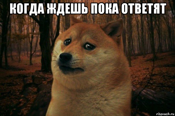 когда ждешь пока ответят , Мем SAD DOGE