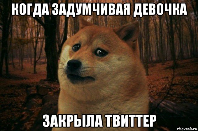 когда задумчивая девочка закрыла твиттер, Мем SAD DOGE