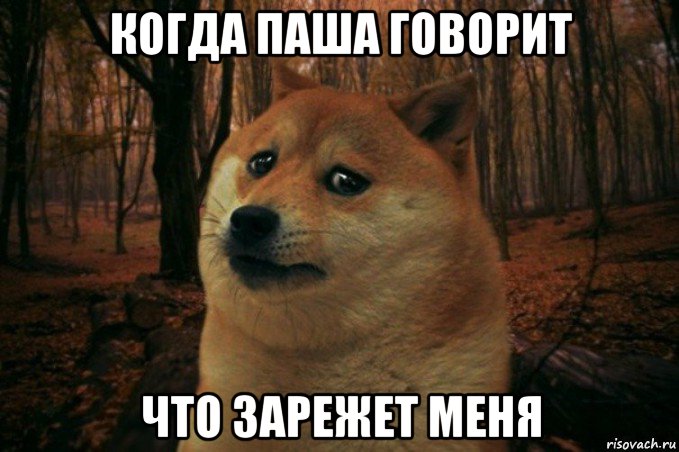 когда паша говорит что зарежет меня, Мем SAD DOGE