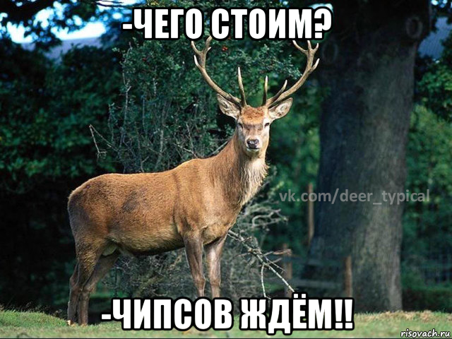 -чего стоим? -чипсов ждём!!, Мем Паблик Типичный олень