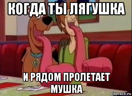 когда ты лягушка и рядом пролетает мушка