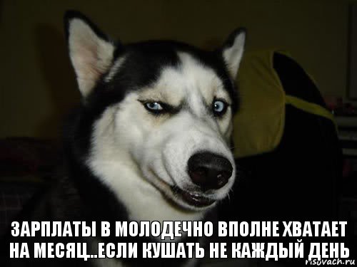 зарплаты в молодечно вполне хватает на месяц...если кушать не каждый день, Комикс  Собака подозревака