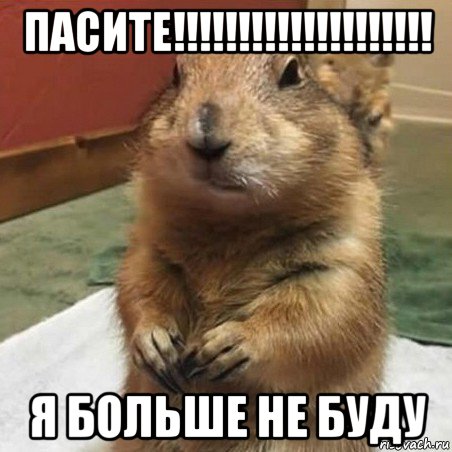 пасите!!!!!!!!!!!!!!!!!!!! я больше не буду, Мем Суслик спрашивает