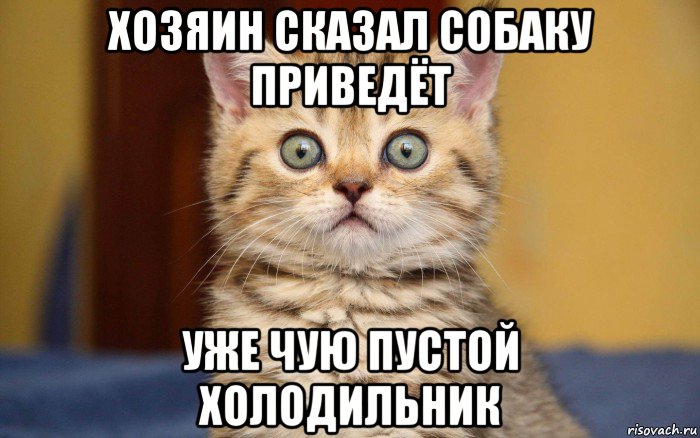 хозяин сказал собаку приведёт уже чую пустой холодильник, Мем  удивление