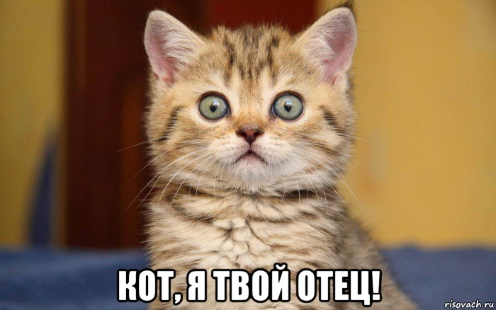  кот, я твой отец!