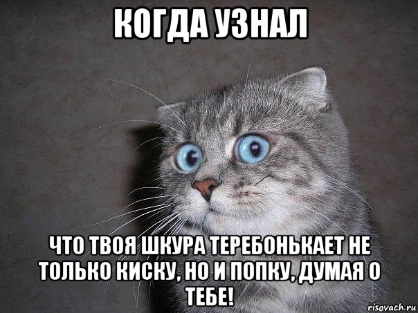 когда узнал что твоя шкура теребонькает не только киску, но и попку, думая о тебе!, Мем  удивлённый кот