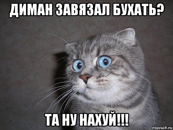 диман завязал бухать? та ну нахуй!!!, Мем  удивлённый кот