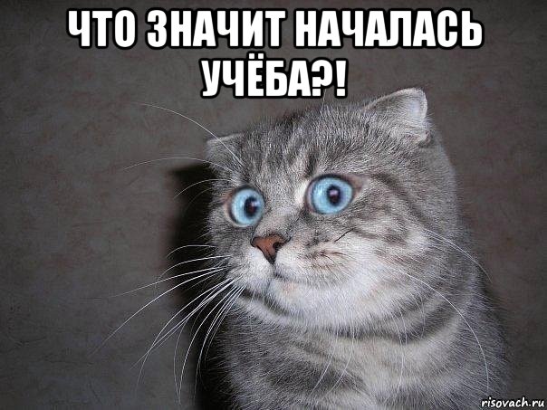 что значит началась учёба?! , Мем  удивлённый кот