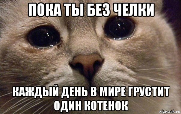 пока ты без челки каждый день в мире грустит один котенок, Мем   В мире грустит один котик