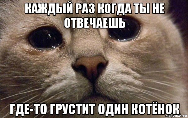 каждый раз когда ты не отвечаешь где-то грустит один котёнок, Мем   В мире грустит один котик