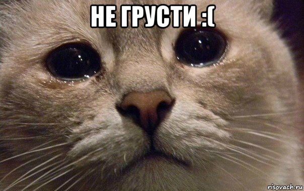 не грусти :( , Мем   В мире грустит один котик