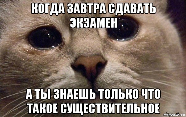 когда завтра сдавать экзамен а ты знаешь только что такое существительное, Мем   В мире грустит один котик