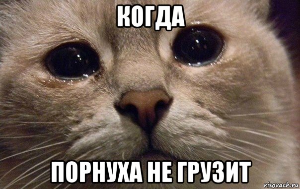 когда порнуха не грузит, Мем   В мире грустит один котик