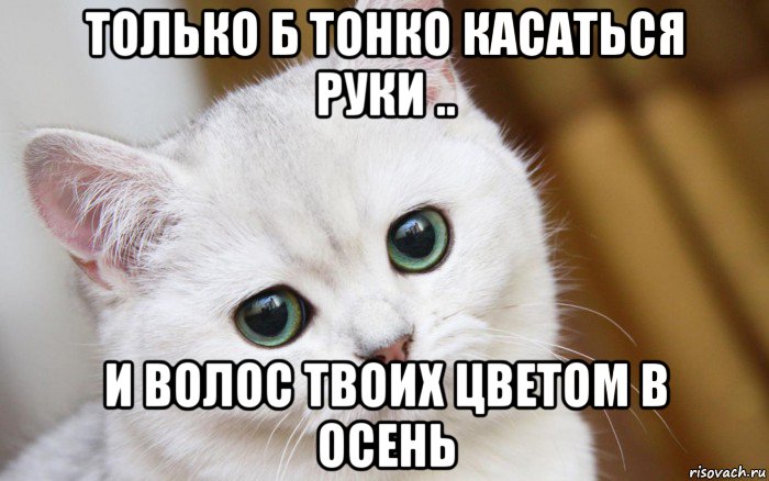 только б тонко касаться руки .. и волос твоих цветом в осень, Мем  В мире грустит один котик