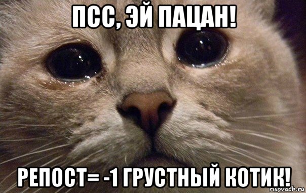 псс, эй пацан! репост= -1 грустный котик!, Мем   В мире грустит один котик