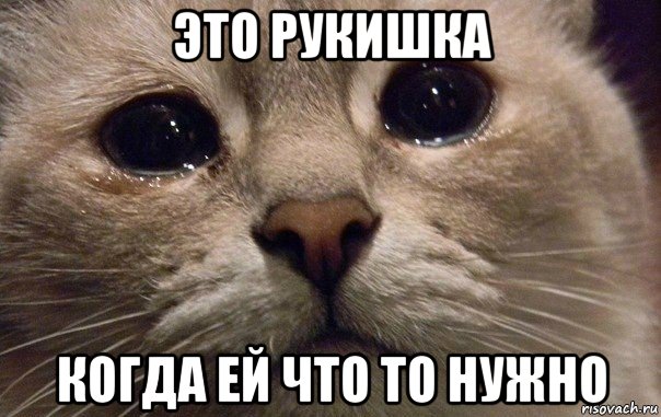 это рукишка когда ей что то нужно, Мем   В мире грустит один котик