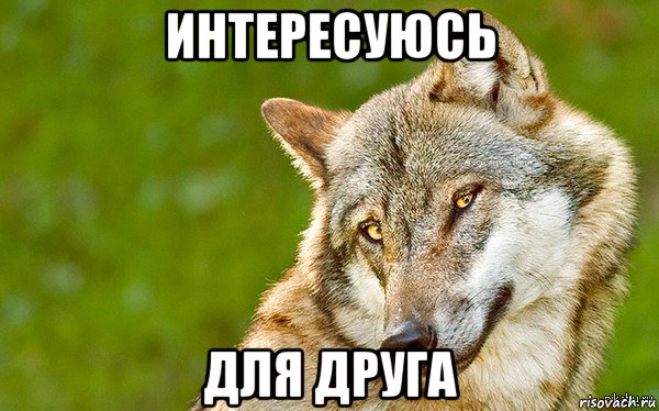 интересуюсь для друга, Мем   Volf