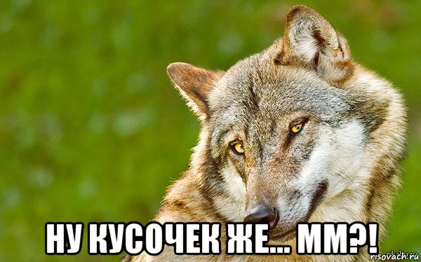  ну кусочек же... мм?!, Мем   Volf