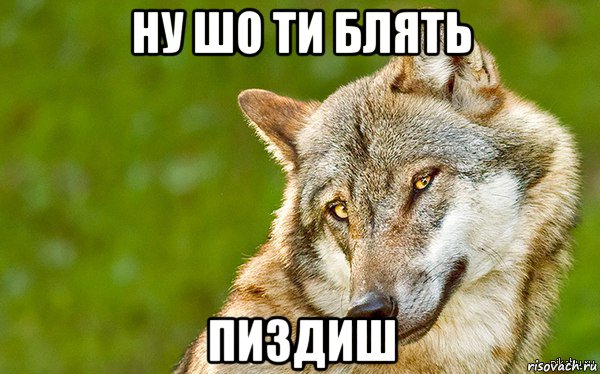 ну шо ти блять пиздиш, Мем   Volf