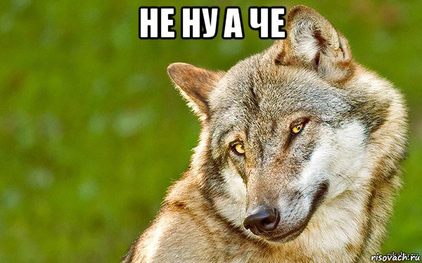 не ну а че , Мем   Volf