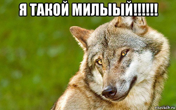 я такой милыый!!!!!! , Мем   Volf