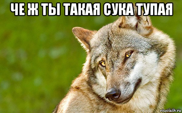 че ж ты такая сука тупая , Мем   Volf