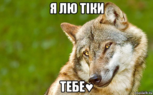 я лю тіки тебе♥, Мем   Volf