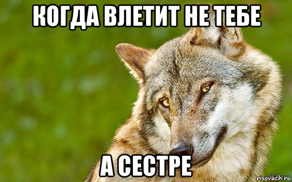 когда влетит не тебе а сестре, Мем   Volf