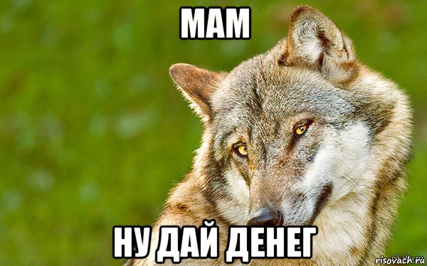 мам ну дай денег, Мем   Volf