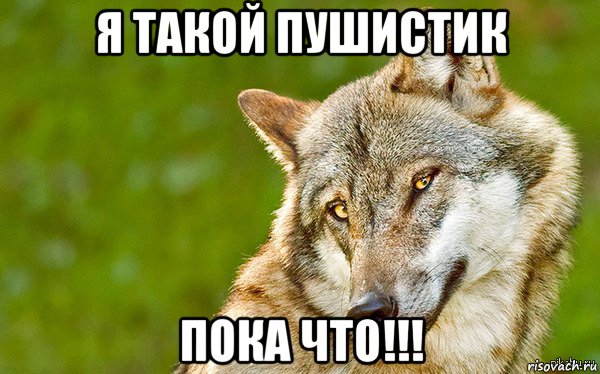 я такой пушистик пока что!!!, Мем   Volf