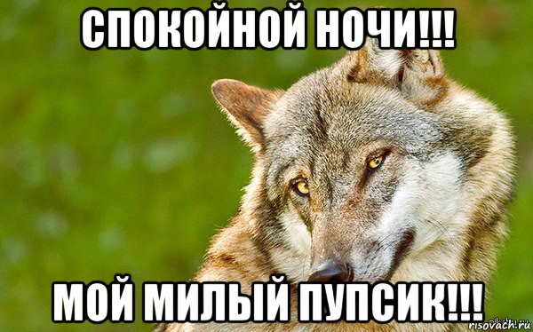 спокойной ночи!!! мой милый пупсик!!!, Мем   Volf